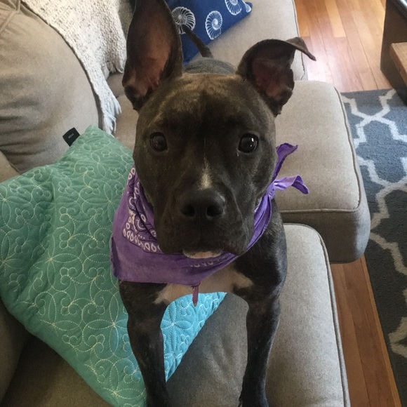 Meet your Posher, just call her Bindi ❤️ - Picture 3 of 4